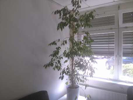Foto Huawei Ascend G740
