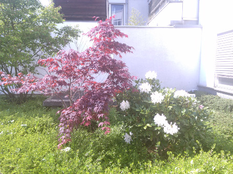 Foto Huawei Ascend G740