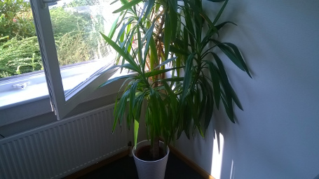 Foto Nokia Lumia 530